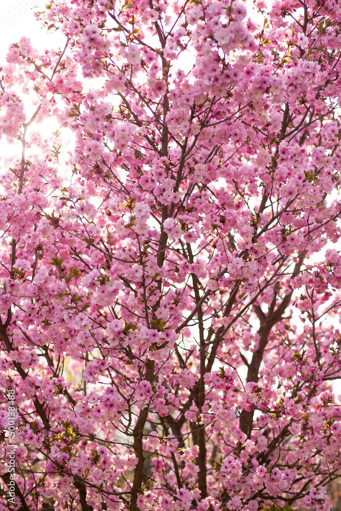 Gorgeous pink flowers beautiful sakura close up cherry blossom with blue sky in botanic garden in spring time blurred background. Vertical Gorgeous pink flowers beautiful sakura close up cherry blossom with blue sky in botanic garden in spring time blurred background. Vertical