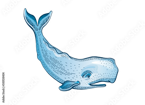 Sperm whale. Cachalot vector illustration. , Sea vintage isolated drawing. Water animal with tail. Ocean watercolor icon. Blue moby dick sperm whale. Cartoon Cachalot, color engraved art photo