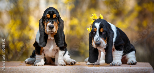Картината върху платно Cute basset hound puppy