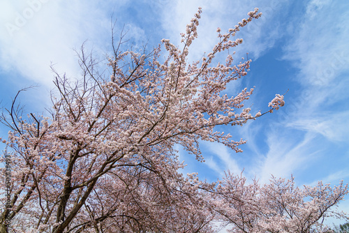 桜と青空