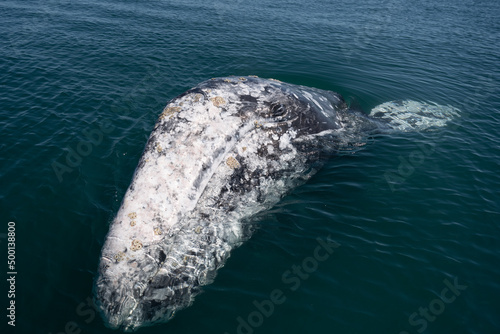 Closeup view of Gray whale, Eschrichtius robustus at Guerrero negro, Mexico photo