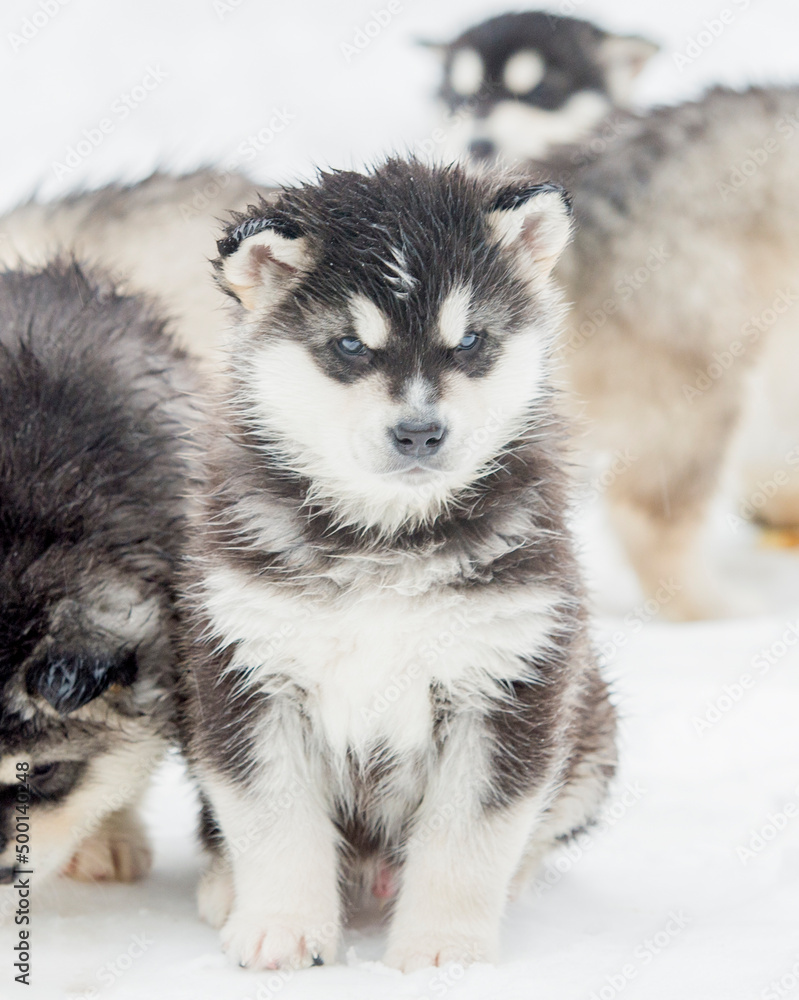Alaskan Malamute puppy one month old on white close-up portrait Alaskan Malamute puppy one month old on white close-up portrait