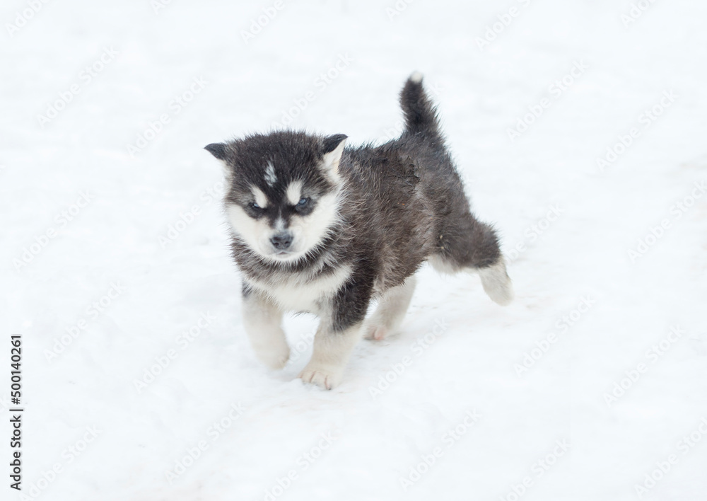 Naklejka premium Alaskan Malamute puppy one month old on white close-up portrait