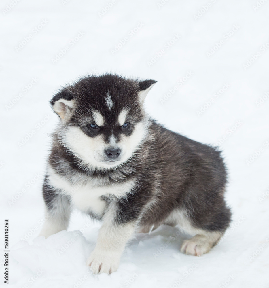 Obraz premium Alaskan Malamute puppy one month old on white close-up portrait