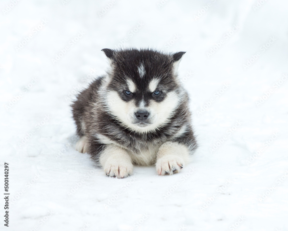 Alaskan Malamute puppy one month old on white close-up portrait Alaskan Malamute puppy one month old on white close-up portrait
