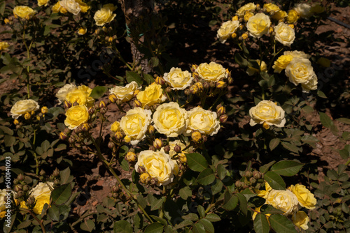 Flowering roses background. Closeup view of Rosa Comtesse du Barry flower cluster of white and yellow petals, spring blooming in the garden.