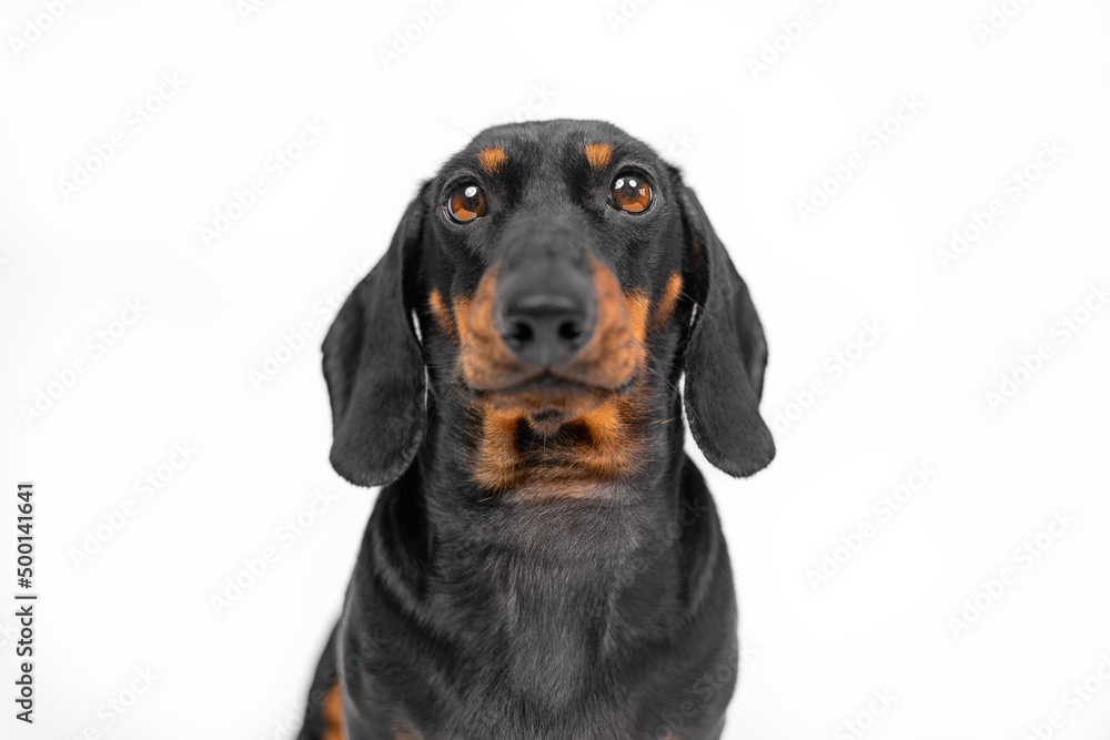 Portrait of a funny dachshund puppy with silly and confused look, front view, studio shooting on a white background. Copy space for advertising texting