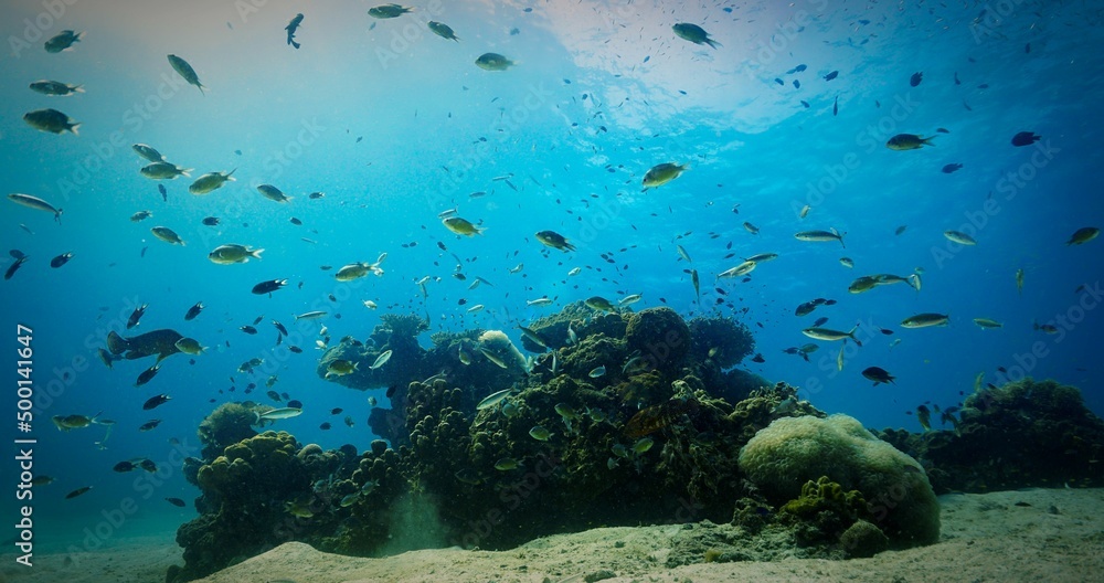 Fototapeta premium Underwater photo of coral reef. From a scuba in Thailand. 