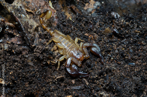 Euscorpius sallentinus - Scorpion - Macro - Venom