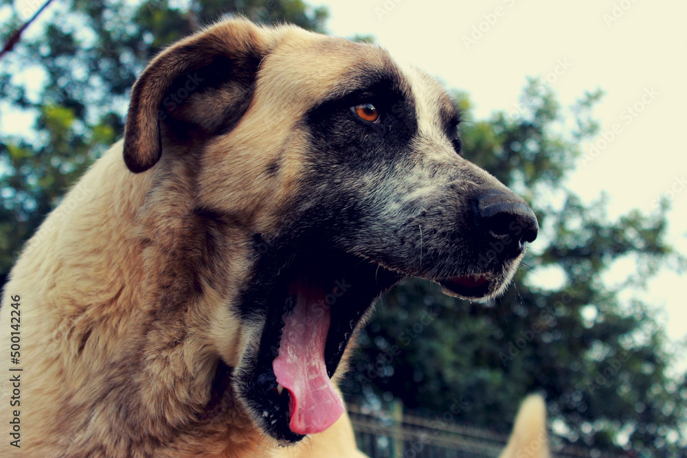 portrait of a rafeiro do alentejo a portuguese guard dog breed.
