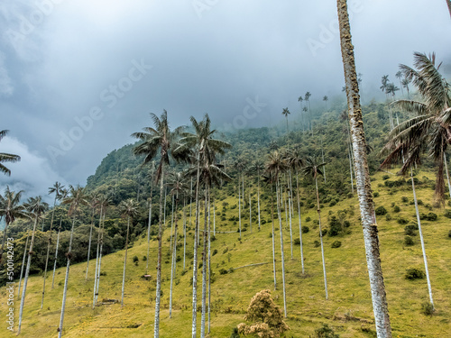 Palma de cera, valle de cocora Colombia - Quindío photo
