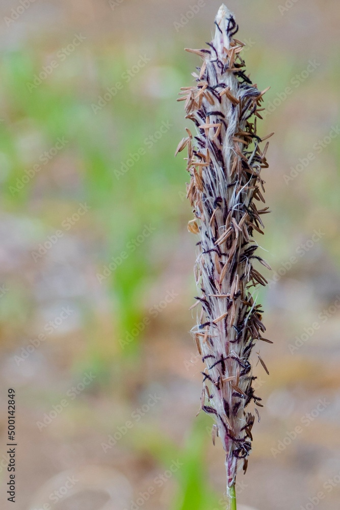 Naklejka premium チガヤ（Imperata cylindrica）の花穂のマクロ写真／イネ科【4月・日本】