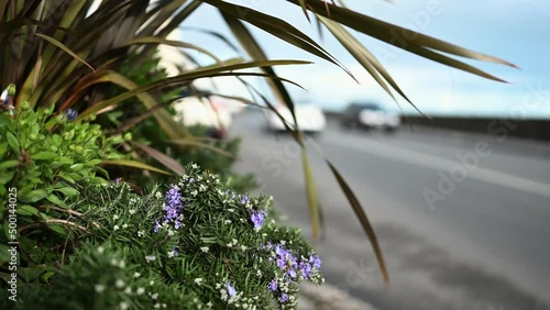 Pavement level view of planter with out of focus background of busy traffic Glategny Esplanade St Peter Port Guernsey looking north and seaward with purple flowers photo