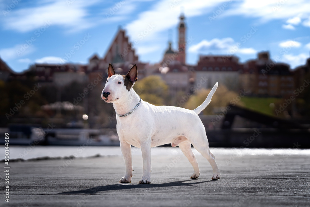 Bull terrier stoi na tle starego miasta 