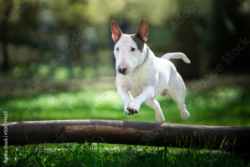 Pies rasy bullterier przeskakuje przez leżący pień drzewa  © nitka_zaplatana