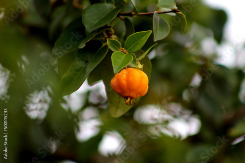 pitanga pendurada no pé em meio as folhas verdes, fruta na natureza, pitanga no pé, fruta na árvore