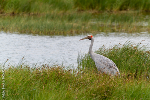 A Brolga (Grus rubicunda) bird walking through grasses on the water’s edge photo