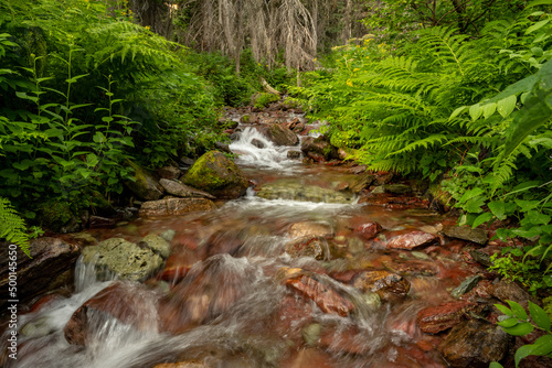 Low Angle of Shallow Creek Surrounded By Bright Green Ferns