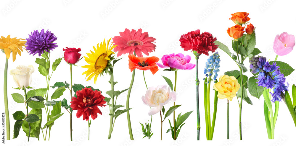 Collection of beautiful colorful flowers on white background