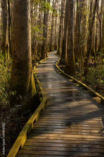 Green Mosses Cling to Every Surface On Marshy Boardwalk