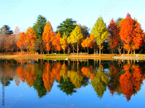 紅葉が池に反射した彩の森入間公園