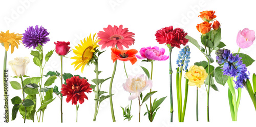 Collection of beautiful colorful flowers on white background