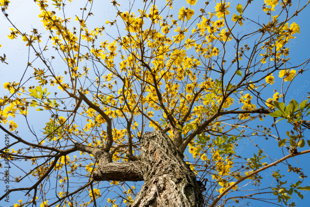 Obraz premium low angle blooming Guayacan or Handroanthus chrysanthus or Golden Bell Tree under blue sky
