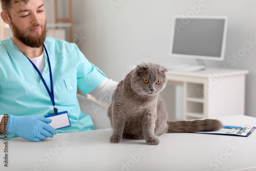 Veterinarian examining Scot...