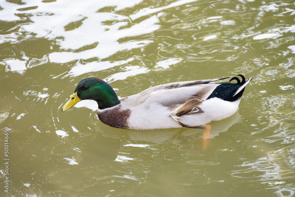 mallard duck floating on a pond mallard duck floating on a pond
