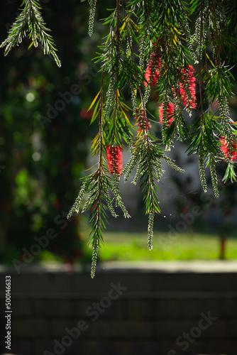 blooming bottlebush flower in Spring  in a sunny morning at vertical composition photo