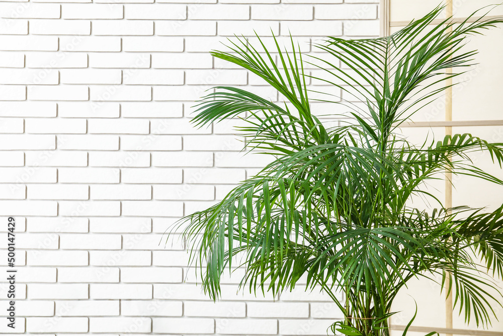 Obraz premium Palm tree and folding screen near white brick wall