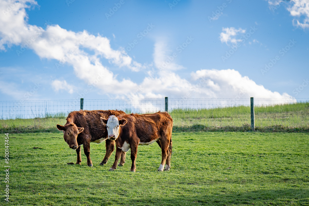 Naklejka premium cows in the field