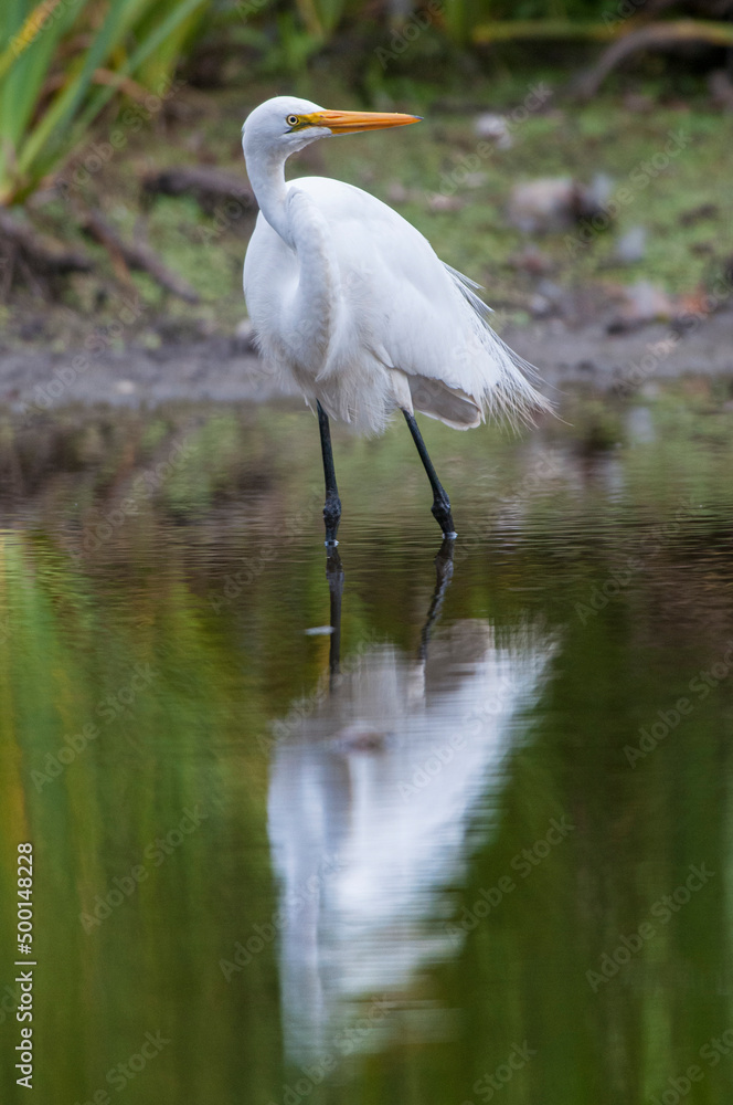 Great egret (Egretta alba) reflected on a pond Great egret (Egretta alba) reflected on a pond