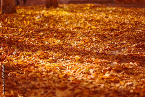 golden autumn leaves on the ground