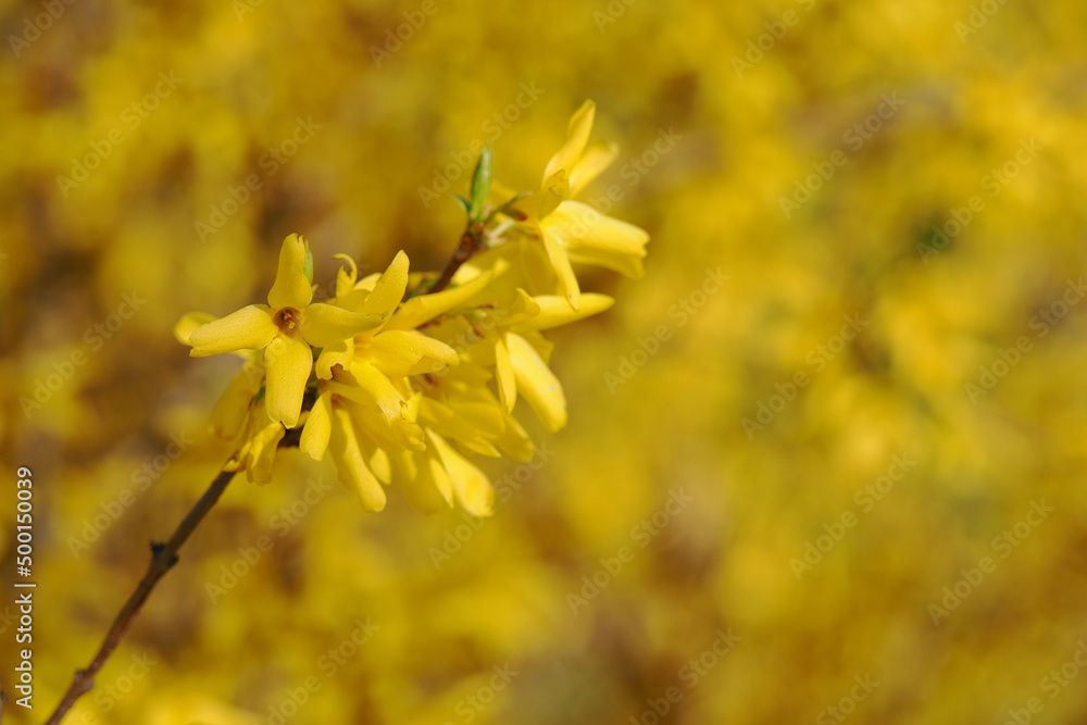 Detail of a yellow flower of golden rain. Detail of a yellow flower of golden rain.