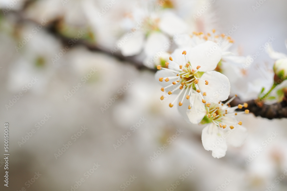 Fresh white plum blossoms on a branch. Fresh white plum blossoms on a branch.
