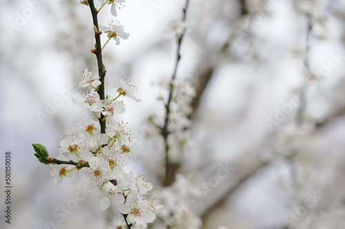 Fresh white plum blossoms on a branch. © lapis2380
