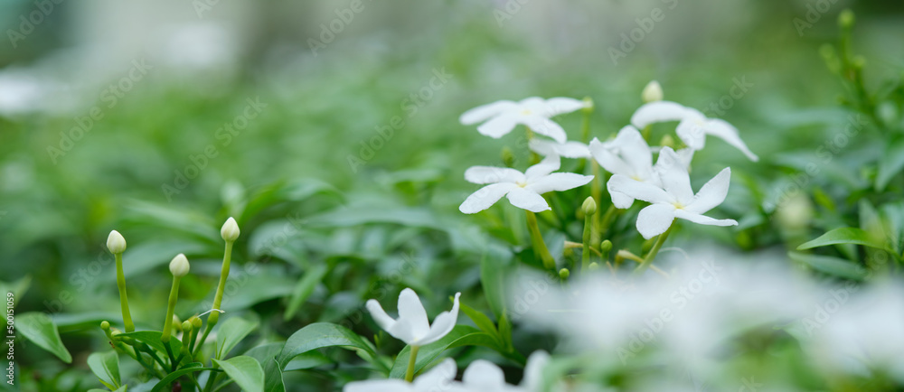 Nature White flower background. Blurred green and white bokeh peaceful nature Nature White flower background. Blurred green and white bokeh peaceful nature