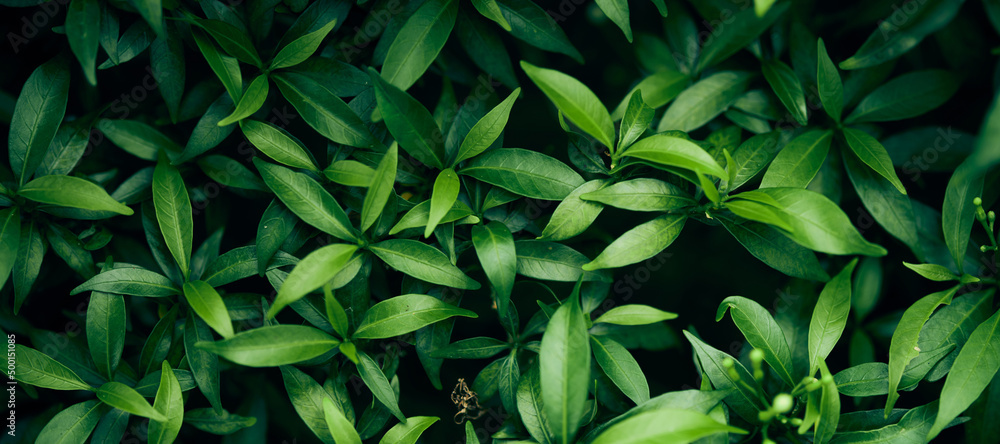 Background green leaves, plant of leaf green jungle nature, abstract dark background and wallpaper, for design. Background green leaves, plant of leaf green jungle nature, abstract dark background and wallpaper, for design.