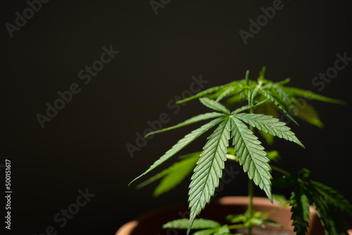 Cannabis leaf on infant plant growing with dark background and copy space