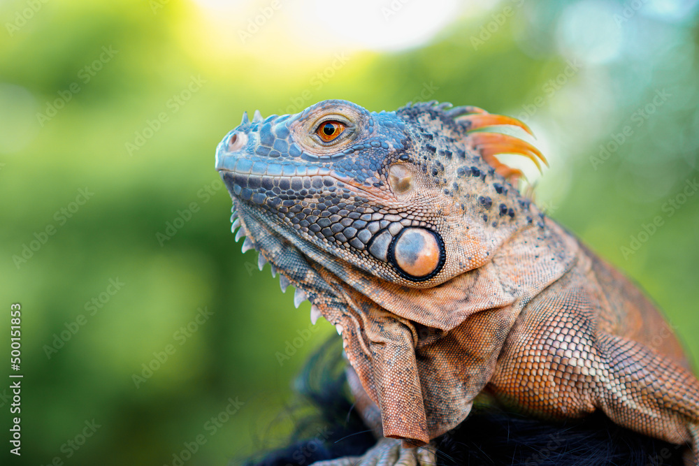 Close up-macro orange iguana reptile animal
