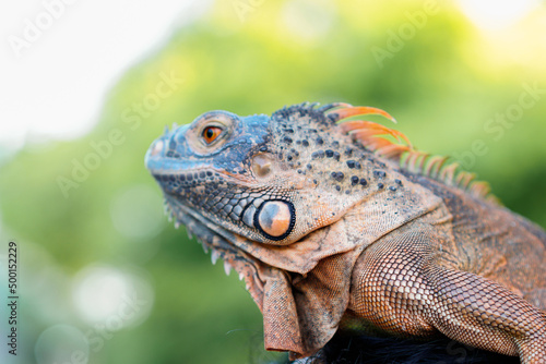 Close up-macro orange iguana