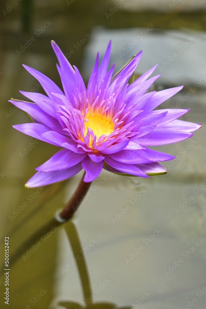 The purple lotus flower is blooming in the morning.