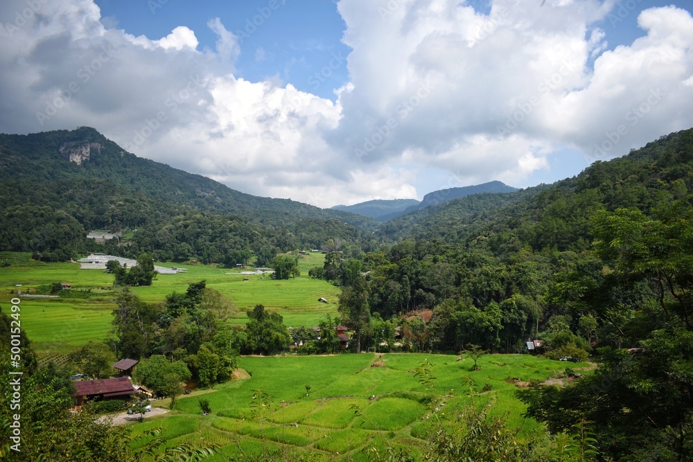 Green rice fields of Ban Mae Klang Luang village in Chiangmai province, Thailand.