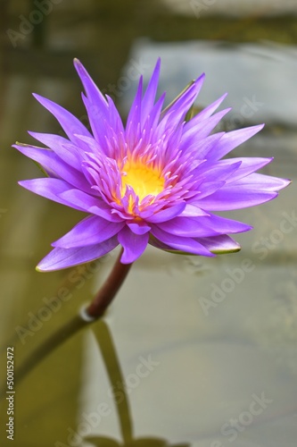 The purple lotus flower is blooming in the morning.