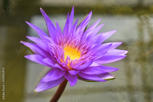 The purple lotus flower is blooming in the morning.