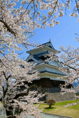 上山城の桜（山形県・上山市） © tk2001