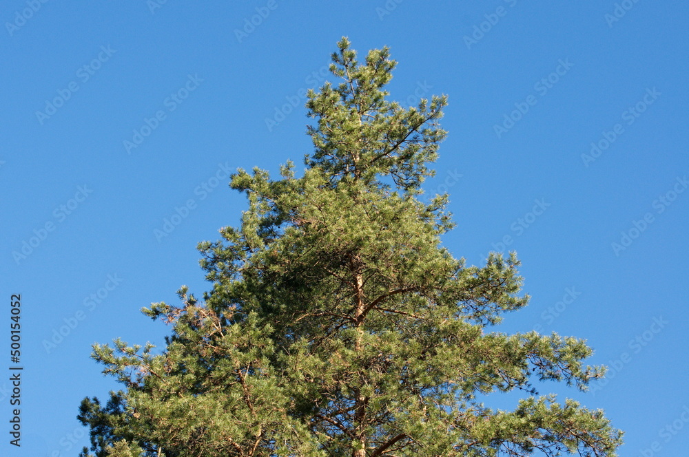 Pine tree against the blue sky. April. Moscow region. Pine tree against the blue sky. April. Moscow region.