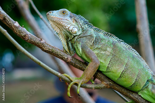 Close up portrait of a male green iguana on a tree branch