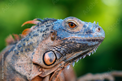 close up of iguana